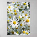 Recherche de camomille posters Été