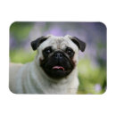 Recherche de alerte magnets Dog
