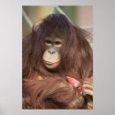 Search for sumatra art Borneo
