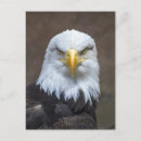 Search for baldness postcards Wild life