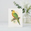 Search for conure postcards Bird