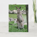 Search for australia birthday cards Kangaroo