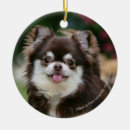 Search for long haired chihuahua ornaments Looking up