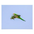 Recherche de perruches posters Nature