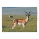 Recherche de gazelle cartes postales Jour