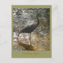 Search for reddish postcards Bird