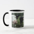 Search for grazing cows mugs Standing