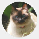 Search for beautiful cat stickers Kitty