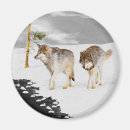 Search for timber wolf magnets Snow