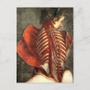 Recherche de cage thoracique cartes postales Illustration