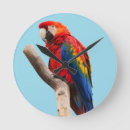 Search for parrot clocks Macaw