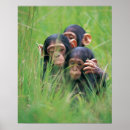 Search for chimpanzee posters Nature