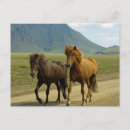Recherche de islandais cartes postales Cheval