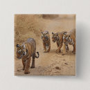 Recherche de tigre de bengale badges Sauvage