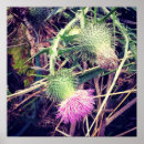 Search for thistle art Wild