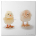 Recherche de poulet bébé carreaux Nature