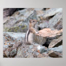 Search for ground squirrels posters Nature