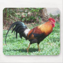 Search for rooster mousepads Nature