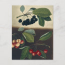 Recherche de cerise cartes postales Illustration