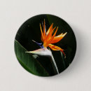 Search for orange flowers buttons Nature