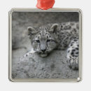 Search for snow leopard ornaments Mammal