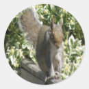 Recherche de écureuil gris autocollants Animaux