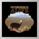 Search for llamas posters South america