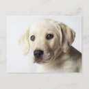 Recherche de marionnette cartes postales Animal