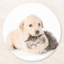 Search for dog sleeping barware Puppy