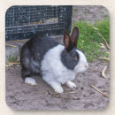 Recherche de animal familier bar Maison