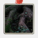 Search for roots ornaments Landscape