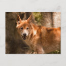 Recherche de animaux australie cartes postales Dingo