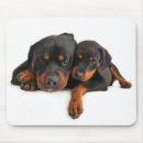 Recherche de rottweiler tapis souris Chien