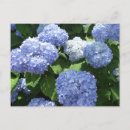 Search for hydrangea garden postcards Botanical
