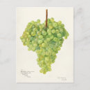 Recherche de raisins verts cartes postales Vintage