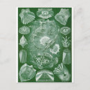Recherche de haeckel cartes postales Biologie