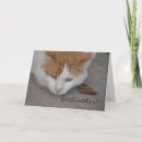 Recherche de anniversaire belge cartes invitations Chat