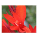 Recherche de canna art Lis