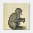 Search for monkey magnets Drawing