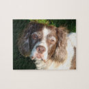 Search for english springer spaniel puzzles Animals
