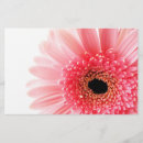 Search for gerbera daisy Flora