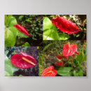 Search for anthurium posters Hawaii