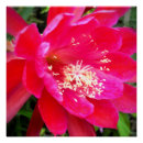 Recherche de cactus rose posters Floral