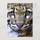 Search for leopard portrait postcards Big