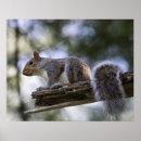 Search for fur tree posters Wild