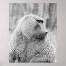 Search for baboons posters Nature