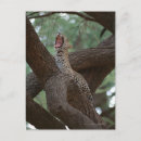 Search for yawn postcards Nature