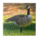 Search for waterfowl tiles Geese