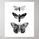 Search for naturaliste posters Insect