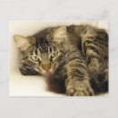Recherche de chat tigré brun Animal familier